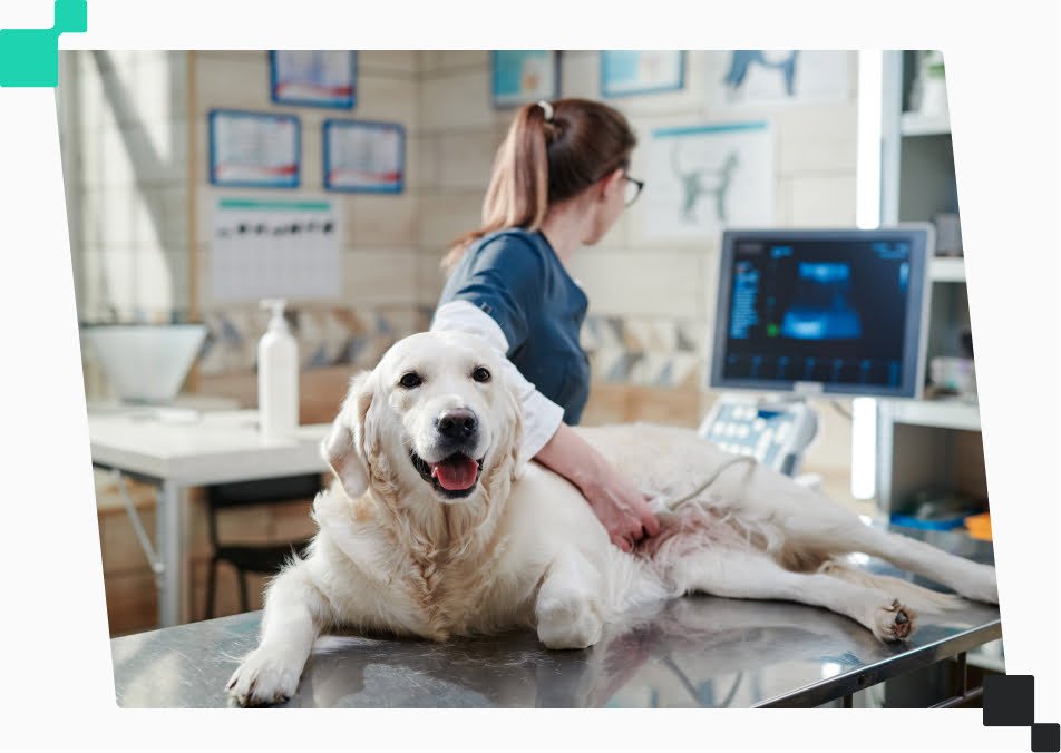 MRI Scan Vets Near Me