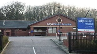 Archive Gillingham Vets Now 310x174 1