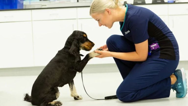 Vets Now Belfast emergency Vets 930x523 1 768x432