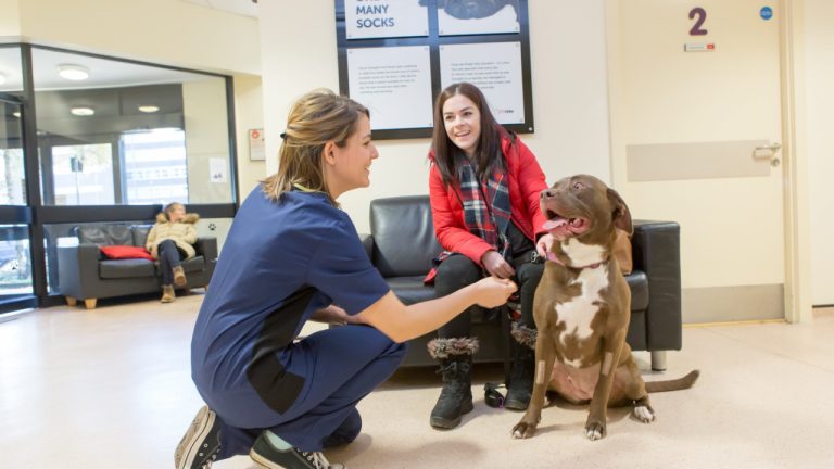 Vets Now Client Care 1280x720 1 2 768x432