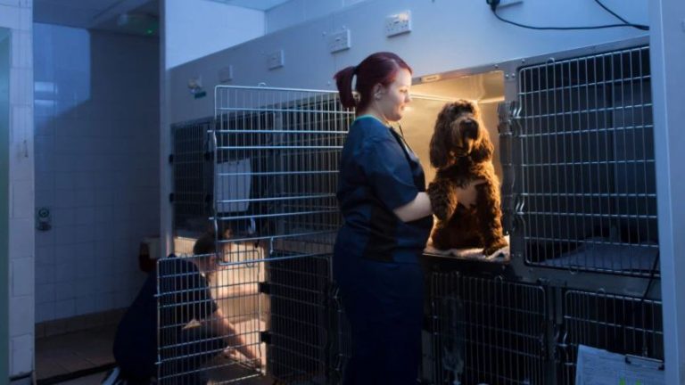 Vets Now Ipswich 857x482 1 1 768x432