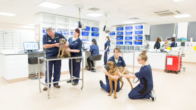 find an emergency vet at Vets Now 1280x720 1 768x432