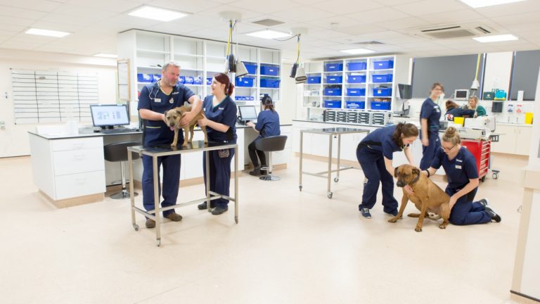 vets now Glasgow facilities 1280x720 1 768x432