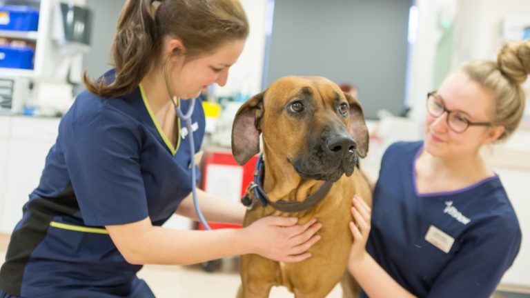 vets now professionals 1280x720 1 768x432