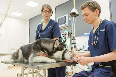 vets now specilaist services glasgow 1