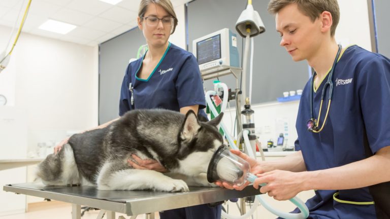 vets now specilaist services glasgow 1280x720 1 768x432