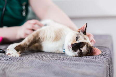Cat Vet 7
