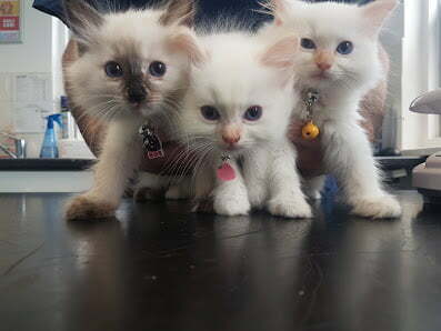 Kitten Photo