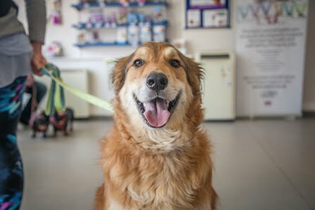 Vets near me holders hill vet surgery holders hill parade holders hill road mill mill london nw7 1ly Dog vet 15