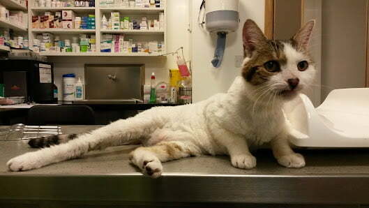 clerkenwell animal hospital