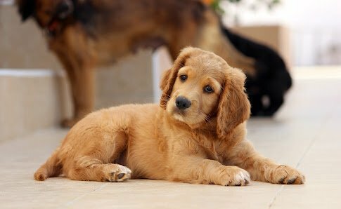 dog 785193 1920