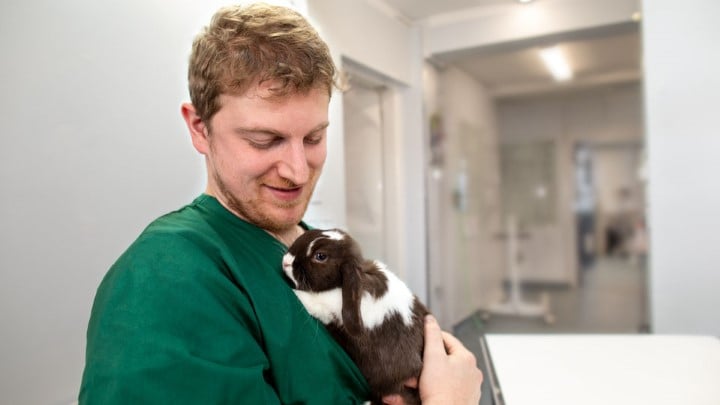 hendon nurse and rabbit