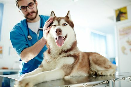husky and vet Zoetis