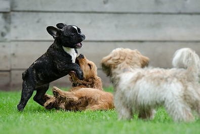 playing puppies 790638 960 720