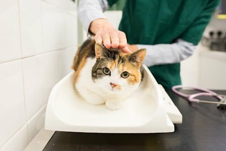 vets near me moorview refferals northumberland business park west cramlington northumberland ne23 7rh moorviewreferrals.co .uk Cat Vets