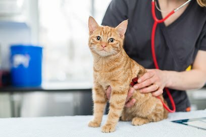 vets near me moorview vets station road backworth newcastle upon tyne ne27 0aa moorviewvets.co .uk Cat Vet 5