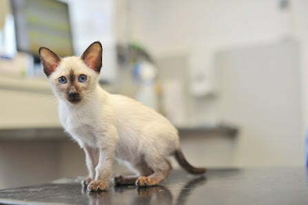 vets near me parkvets 19 picardy street belvedere kent da17 5qq parkvets.com Cat Consult Vet